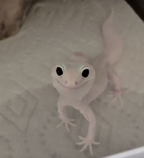 white gecko | Cute gecko, Cute lizard, Cute reptiles White Leopard Gecko, Cute Geckos, White Gecko, Leopard Gecko Cute, Tattoo Leopard, White Lizard, Cute Gecko, Pet Lizards, Cute Lizard