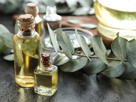 Eucalyptus Oil in Pregnancy: What It’s Used For and If It’s Safe Antiviral Essential Oils, Essential Oils For Pregnancy, Asthma Relief, Lemon Eucalyptus, Allergy Symptoms, Eucalyptus Oil, Eucalyptus Essential Oil, Carrier Oils, Herbal Medicine