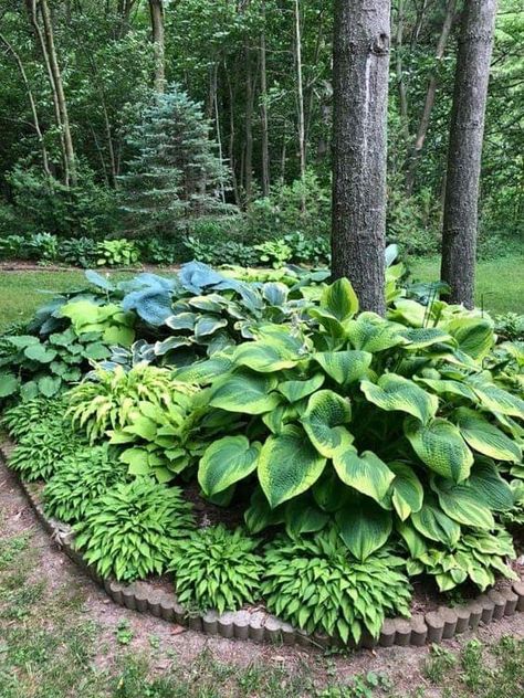 Pnw Plants For Garden, Garden Bed Under Window, Diy Garden Decorations, Wood Garden Decor, Backyard Boss, Shade Landscaping, Front Lawn Landscaping, Trash Into Treasure, Shade Garden Design