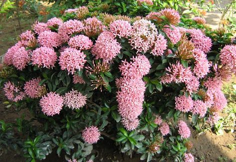 Ixora Plant, Ixora Coccinea, Roof Garden Design, Wonderland Quotes, Rose Trees, Greenhouse Gardening, House Plant Care, Garden Tips, Roof Garden