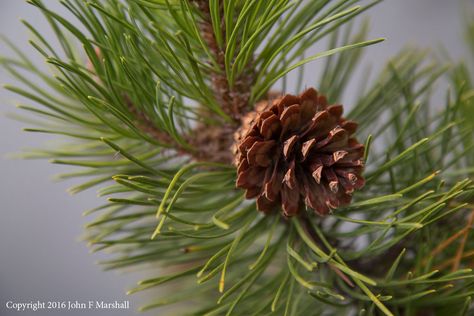 Lodgepole Pine Lodgepole Pine, Pine Tattoo, Bark Beetle, Kempinski Hotel, Silver Fir, Tree Seedlings, Wood Waste, Plant Tattoo, Tree Saw