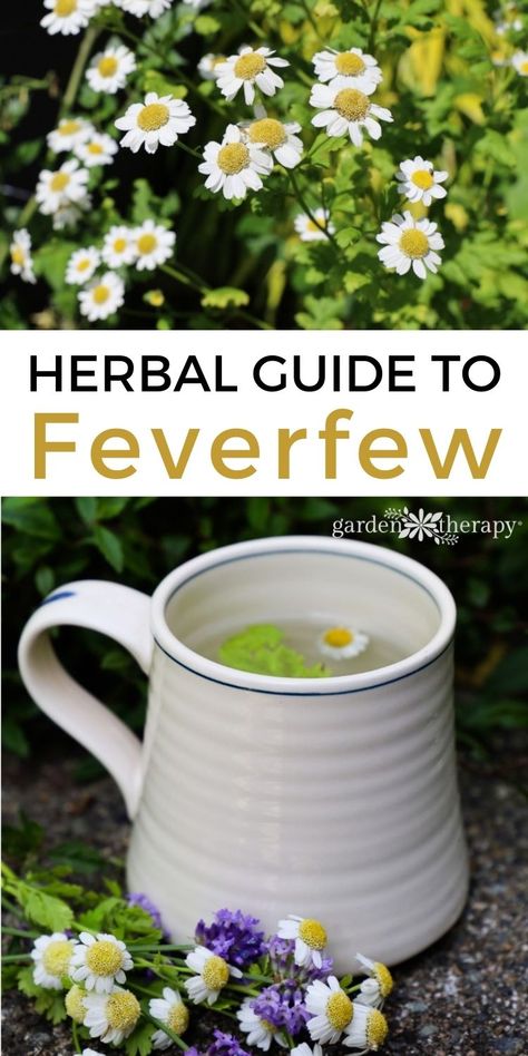 Herbs For Headaches, Feverfew Plant, Medicine Garden, Herbal Medicine Recipes, Herbal Remedies Recipes, Medicinal Herbs Garden, Garden Therapy, Herbal Tinctures, Herbal Recipes