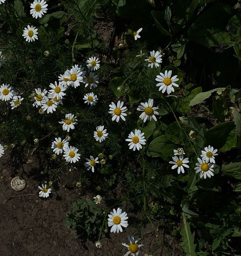 Aster Aesthetic, Aster Flower, Through Time And Space, Flowers Bouquet, Floating, Zara, Film, Plants, Flowers