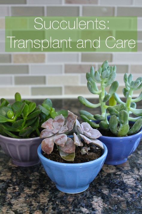 Succulent Succulent Tips, Transplant Succulents, Replanting Succulents, How To Water Succulents, Succulent Garden Indoor, Hydroponic Growing, Succulent Garden Diy, Propagating Succulents, Types Of Succulents