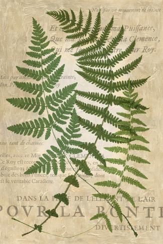 size: 18x12in Art Print: Fern Folio I by Vision Studio : Studio Painting, Art Print Display, Studio Art, Fine Arts Posters, Gracie Oaks, Big Canvas Art, Botanical Art, Trademark Fine Art, Botanical Prints