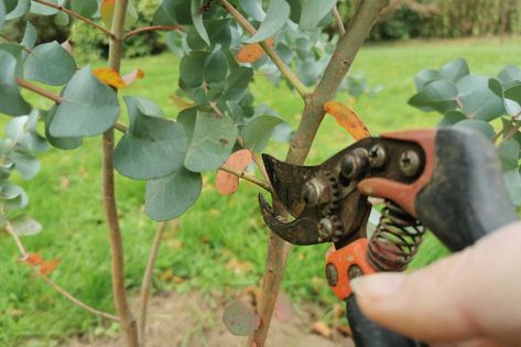 Eucalyptus Plant, Feuille Eucalyptus, Permaculture, Plants