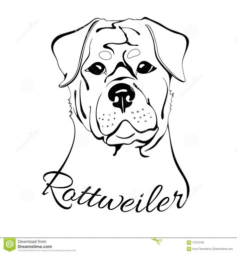 Rottweiler dog head stock vector. Illustration of friendship - 71012155 Rottweiler Tattoo, German Rottweiler, Dog Outline, Line Art Tattoos, Rottweiler Dog, Tattoo Outline, Outline Drawings, Dog Drawing, Pics Art