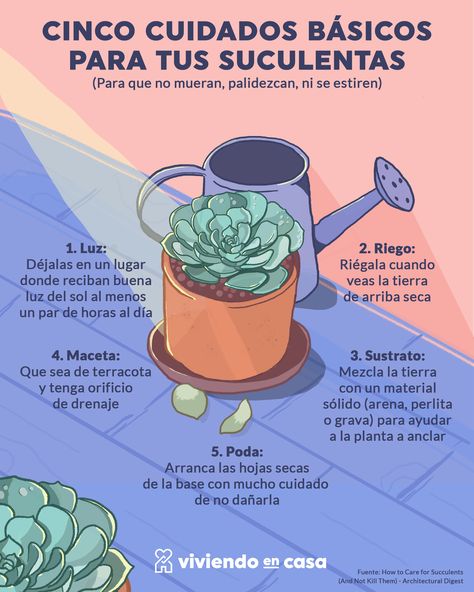 Aprende cómo cuidar de tus suculentas para que vivan mucho tiempo y luzcan hermosas. ¿Tus suculentas se estiraron y lucen "pálidas"? En el link te contamos cómo rescatarlas. Suculentas Ideas, Green Witchcraft, Plant Hacks, Succulents Garden, Cacti And Succulents, Types Of Plants, Plant Care, Garden Projects, Terrarium