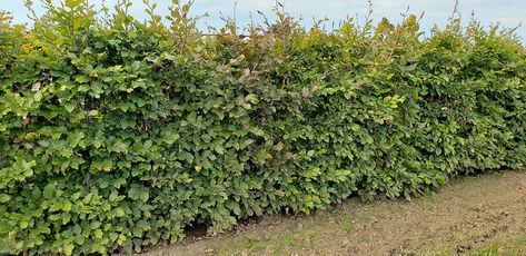 European Beech and Purple Beech are extremely popular tree for Hedging in the USA. Even more desirable when these both are mixed into colorful hedge tapestry. The hedge holds broze coppery leaves in the fall all through winters. Mixed beech is available for sale at best prices. Buy Now! Mixed Hedge, Privacy Hedges, Beech Hedge, Emerald Green Arborvitae, Fagus Sylvatica, Arborvitae Tree, Privacy Hedge, Thuja Occidentalis, Boho Outdoor