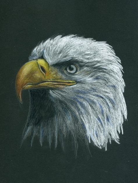 "Bald Eagle" (Colored pencil on black paper) By Kristee Mays Drawings On Black Paper, Colored Pencil On Black Paper, Pencil On Black Paper, Black Paper Background, Drawing Birds, Eagle Drawing, Color Pencil Sketch, Christmas Drawings, Colored Pencil Tutorial