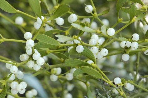 The Rise and Fall of Mistletoe as a Christmas Tradition | My Merry Christmas | Merry Forums of My Merry Christmas Mistletoe Plant, Wisteria Plant, Plant Monster, Poisonous Plants, Invasive Plants, Plant Aesthetic, Under The Mistletoe, Summer Projects, Tree Tops