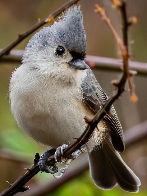 Cute Bird Reference, Small Bird Reference, Titmouse Bird Tattoo, Small Bird Photography, Finch Flying, Bird Reference Photos, Bird On Shoulder, Fluffy Bird, Finch Photography