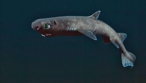 Lantern Shark, Melanistic Animals, Weird Sea Creatures, Fish Types, Types Of Sharks, Species Of Sharks, Small Shark, Clouded Leopard, Shark Week