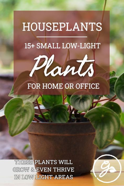 What are the best small indoor plants for low light situations? Tap or click for the full list. Small Low Light Plants Indoor, Easy Indoor Plants Low Lights, Tall Indoor Plants Low Lights, Low Light Plants Indoor, Indoor Plants For Low Light, Plants For Low Light, Low Light House Plants, Easy Indoor Plants, Indoor Plants Low Light