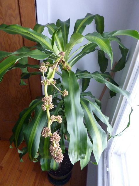 When a Corn Plant Blooms – Laidback Gardener Corn Plant Indoor Care, Corn Plant Indoor, Corn Plant Care, Mass Cane Plant, Dracena Plant, Plant Leaves Turning Yellow, Dracaena Fragrans, Plants That Repel Bugs, Dracaena Plant