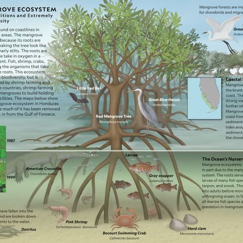 Use this infographic (provided in English, French, and Spanish) to explore mangrove ecosystem, which acts as the ocean's nursery and a barrier to coastal erosion. Ecosystem Diagram, Mangrove Ecosystem, Red Mangrove, Mangrove Tree, Mangrove Trees, Ecosystems Projects, Tropic Of Capricorn, Mangrove Swamp, Ocean Nursery