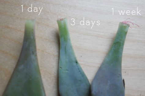 Propagating succulents is super duper easy, and I have done it successfully with very little work. Here's how to propagate succulents for free! How To Split Succulents Plants, Splitting Succulents, Tanaman Sukulen, Do It Yourself Nails, Propagate Succulents, Succulent Potting Mix, Propagating Succulents, Nails Natural, Growing Succulents