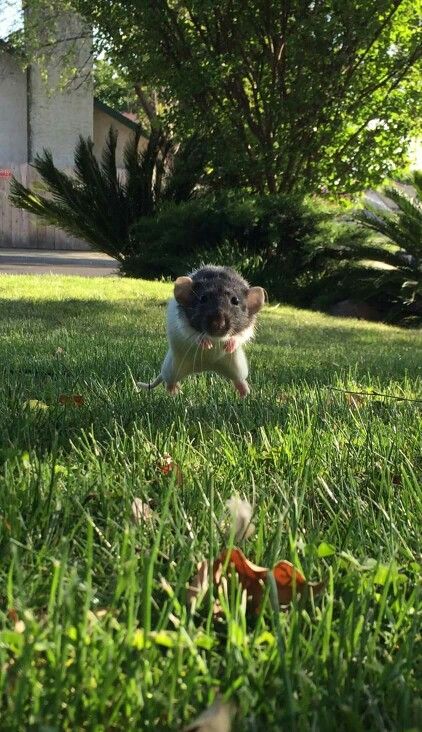 Dumbo Rat ~ “Wait for me !" Dumbo Rats, Dumbo Rat, Baby Rats, Funny Rats, Rat Cage, Pet Rat, Fancy Rat, Lovely Photo, Cute Rats