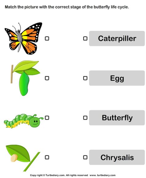 Butterfly life cycle: Match pictures with correct name - TurtleDiary.com Butterfly Life Cycle Project, Butterfly Worksheet, Life Of A Butterfly, Butterfly Lifecycle, Life Cycles Preschool, Cycle Pictures, Butterfly Lessons, Senses Preschool, Nature Journals