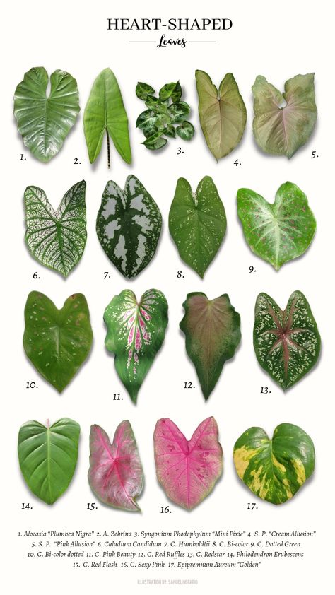 Heart-Shape Plants Caladium House Plant, Painting Ideas Decor, Plant Identification Chart, Plant Leaf Identification, Valentines Day Painting Ideas, Day Painting Ideas, Caladium Plant, Valentines Day Painting, Leaf Identification