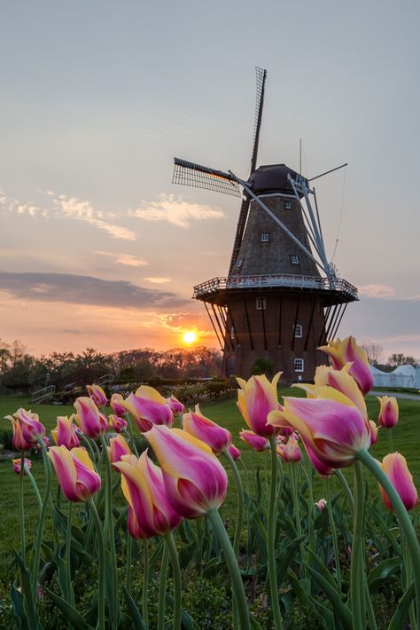 Tulip Mural, Windmill Aesthetic, Windmill Pictures, Windmill Images, Windmills Photography, Windmill Water, Holland Windmills, Holland Art, Wind Mills