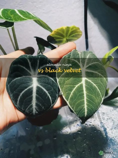 The Battle Of The Beauties: Alocasia Ninja Vs. Black Velvet - Which Is The Ultimate Houseplant? Alocasia Ninja, Velvet Plant, Home Greenery, Antique Wardrobe, Master Bed, Pretty Plants, Master Bedding, Pros And Cons, The Battle