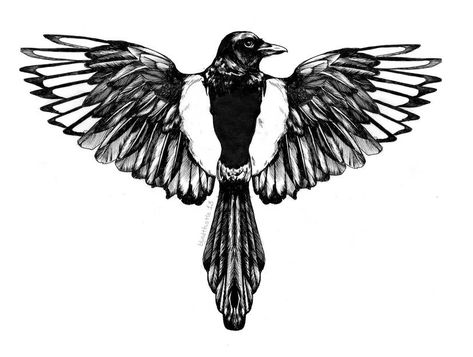 Magpie Tattoo Men, Bird Knee Tattoo, Magpie Sketch, Styx Aesthetic, Flying Magpie, Magpie Drawing, Magpie Tattoo, Australian Magpie, Men's Tattoos