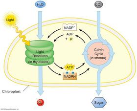 Teaching Science With Lynda: Teaching Photosynthesis for Middle School Photosynthesis Diagram, Photosynthesis Lab, A Level Biology Revision, Teaching Plants, Light Reaction, Biology Revision, Living And Nonliving, A Level Biology, Chemical Energy