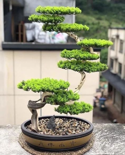 Flamboyant Bonsai, Bonsie Tree Bonsai Plants, Garden Bonsai Tree, Boom Kunst, Japanese Bonsai Tree, Bonsai Forest, Japanese Garden Landscape, Bonsai Tree Types, Bonsai Techniques