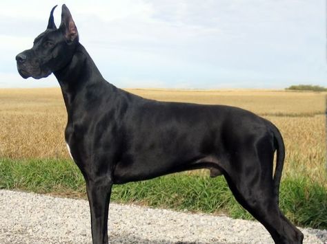 I got: Great Dane! What Type of Dog Should You Adopt? I loooove Great Danes Black Great Danes, Tallest Dog, Dane Puppies, Dangerous Dogs, Great Dane Puppy, Dane Dog, Great Dane Dogs, Types Of Dogs, Alaskan Malamute