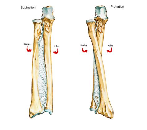 sindesmose Bone Markings Anatomy, Muscles In The Arm, Ulna Bone, Radius Bone, Bone Anatomy, Radius And Ulna, Bone Art, Medical Anatomy, Diagram Design