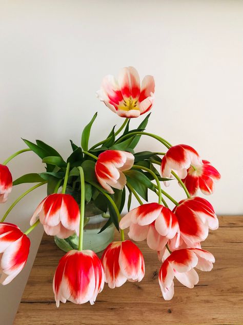 Tulip Arrangement Ideas Floral Design, Tulip Vase Arrangement, Pretty House Plants, Nothing But Flowers, Flower Therapy, Red Tulips, Pretty Plants, Flowers Nature, Love Flowers