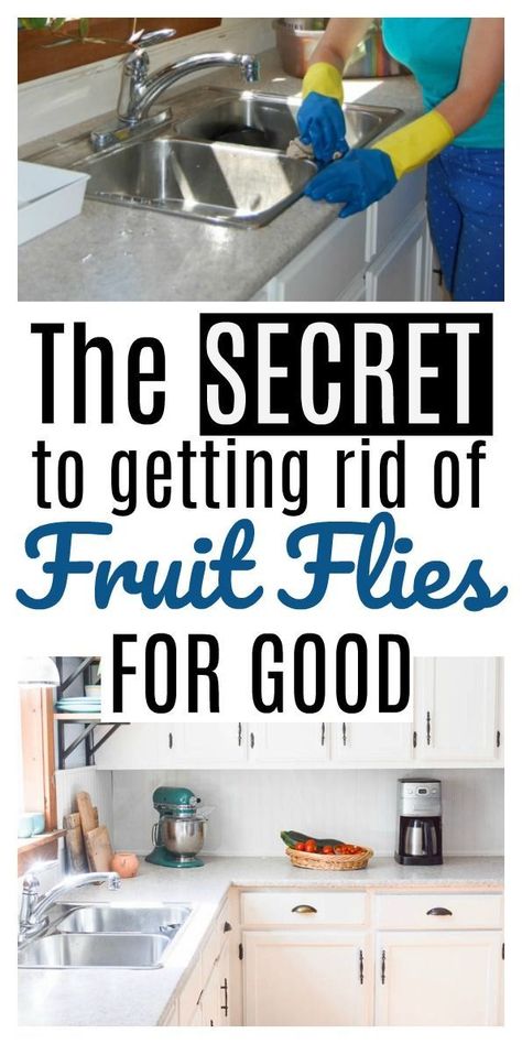 Knats Killer Diy, Fruit Flies In House, Get Rid Of Flies, Homemade Toilet Cleaner, House Cleaners, House Maintenance, Clean Baking Pans, Cleaning Painted Walls, Fruit Fly