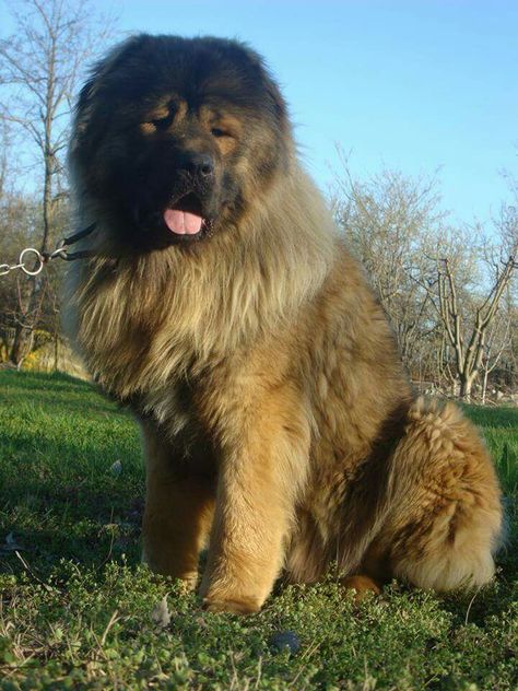 Caucasian (Ovcharka) Mountain & Shepherd/ Russian Bear Dogs Caucasian Dog, Russian Bear Dog, Russian Bear, Russian Mountain Dog, Caucasian Ovcharka, Caucasion Shepherds, Bear Dogs, Funny Dog Tshirts, Caucasian Shepherd Dog