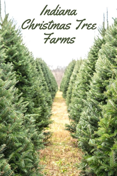 'Tis the season to find the perfect tree! Check out one of these Indiana Christmas tree farms. 🎄 Christmas Tree Guide, Indiana Christmas, Christmas Tree Water, Natural Christmas Tree, Types Of Christmas Trees, Sustainable Christmas, Eco Friendly Christmas, How To Make Christmas Tree, Real Christmas