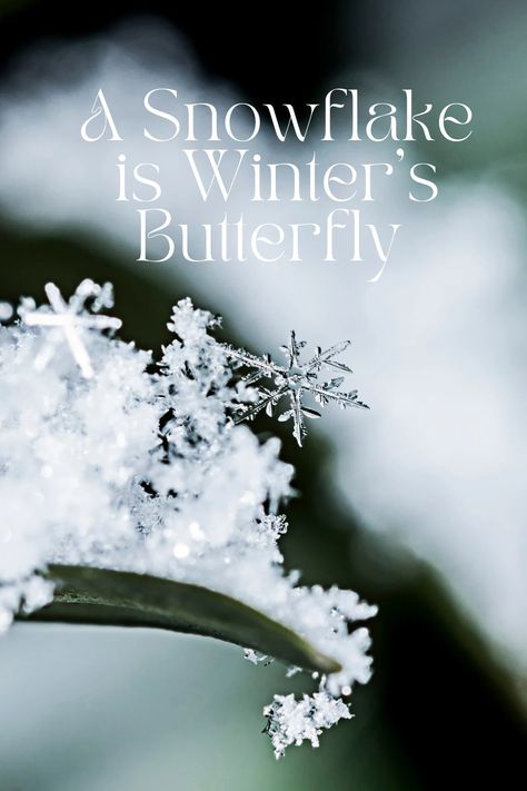 Snowflakes are Winter's Butterfly 🦋 Snowfall Quotes, Snowflake Butterfly, Butterfly Poems, Fresh Snowfall, Winter Quotes, Winter Inspired, Winter Animals, Winter Scenery, Winter Beauty