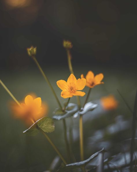 Marsh Marigold Tattoo, Marigold Tattoo, Marsh Marigold, My Property, Phish, The Meadows, Water Flow, Dandelion, Water