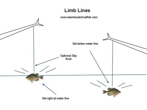 There are many different ways to catch catfish and rod and reel fishing is certainly popular but setline fishing for catfish is also a very popular approach. There are many different forms of setlines from jug fishing, trotlines, throw lines and even fishing with mechanical &quot;yo-yo's&quot; there is no right or wrong way. One popular way of setline fishing for catfish is using limb lines. Depending on where you are in the United States some people may call this tree limb fishin... Catfish Trap, Jug Fishing, How To Catch Catfish, Crappie Fishing Tips, Fishing Spoons, Catfish Fishing, Fishing For Beginners, Right Or Wrong, Fishing Diy