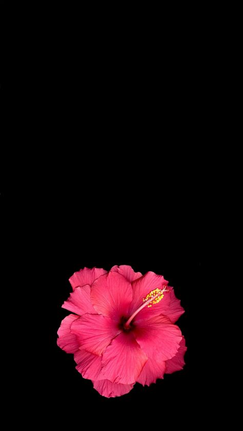 Hibiscus 🌺 Pink Flowers Wallpaper, Dark Floral, Purple Wallpaper, Hibiscus Flowers, Flower Wallpaper, Dark Pink, Hibiscus, Cute Wallpapers, Pink Flowers