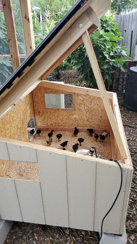 Outdoor Chicken Brooder, Serama Chicken Coop, Shade For Chickens, Chicken Brooder Ideas, Quail House, Coastal Bedroom Design, Chick Brooder, Bedroom Design Tips, Chicken Coop Ideas