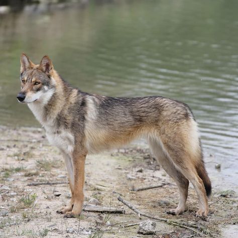 Wolves Reference, Saarloos Wolfdog, Cat Breeds List, Northern Inuit Dog, Wolf Poses, Mexican Hairless Dog, Czechoslovakian Wolfdog, All Cat Breeds, Hairless Dog