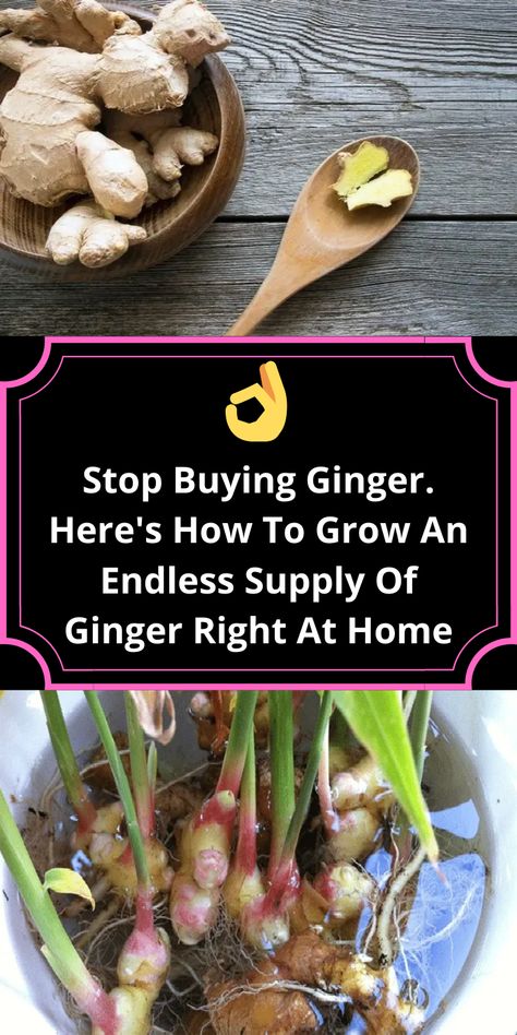 Growing Ginger, Health Benefits Of Ginger, Indoor Vegetable Gardening, Container Gardens, Companion Planting, Kitchen Garden, Growing Vegetables, Home Recipes, How To Grow