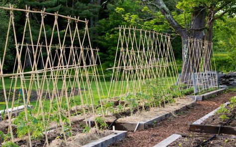 Tomato Gages Pea Trellis, Allotment Ideas, Growing Sweet Peas, Growing Peas, Sweet Pea Plant, Garden Obelisk, Sweet Pea Flowers, Allotment Gardening, Pea Flower