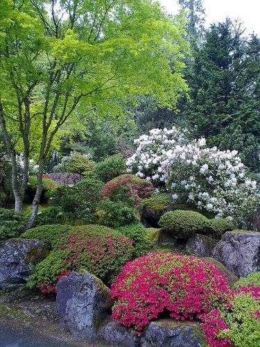 Japanese Rose Garden Portland, OR Japanese Rose Garden, Azaleas Landscaping, Japanese Cottage, Azalea Garden, Rose Garden Landscape, Japanese Rose, Azaleas Garden, Japanese Garden Landscape, Landscape Gardening