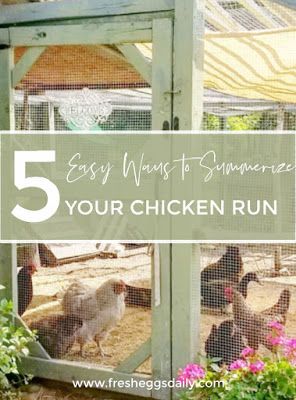 Chicken Keeping Hacks, Building A Chicken Run, Coop Run, Chicken Flock, Chicken Coop Run, Urban Chickens, Chicken Health, Water Station, Chicken Run