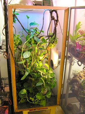 Pet Diys, Chameleon Terrarium, Chameleon Enclosure, Snake Cage, Chameleon Cage, Stick Insects, Jackson Chameleon, Snake Cages, Diy Reptile