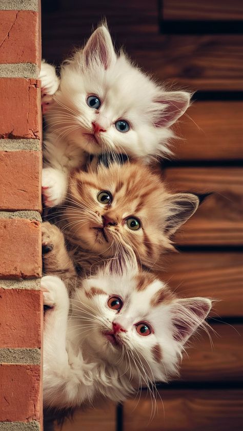 Meet our adorable fluffballs who are ready to steal your heart! 😻 From the top to bottom, we've got a charming white kitten with blue eyes, a sweet light brown kitten with green eyes, and a unique white kitten with captivating red eyes. Their playful peeks from behind the rustic brick wall make this moment irresistibly cute!   #cat #kitten #catlovers #pet #petlovers #cute #meow #KittenLove #PetPhotography Brown Kitten, Haiwan Comel, Rustic Brick, Anak Haiwan, White Kitten, Haiwan Lucu, Image Chat, Puppies And Kitties, Gorgeous Cats