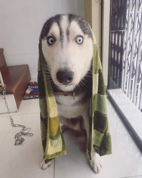 Funny Husky Pictures, Haski Dog, Funny Dog Faces, Being Weird, Sunset Girl, Husky Pics, Husky Funny, My Husky, Another Dimension