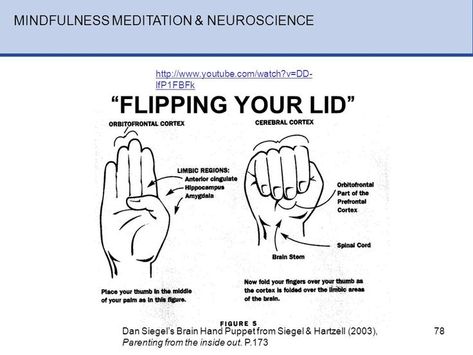 Model Of The Brain, Dan Siegel, Adolescent Therapy, Whole Brain Child, Preschool Newsletter Templates, Conscious Discipline, Whole Brain Teaching, Brain Science, Counseling Activities