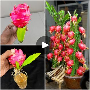 How to grow dragon fruit tree from dragon fruit for beginners | How to grow dragon fruit tree from dragon fruit for beginners | By Rana CraftFacebook Grow Dragon Fruit, Plant Dragon, How To Grow Dragon Fruit, Dragon Fruit Tree, Dragon Fruit Plant, Fruit Tree, Fruit Plants, Dragon Fruit, Fruit Trees